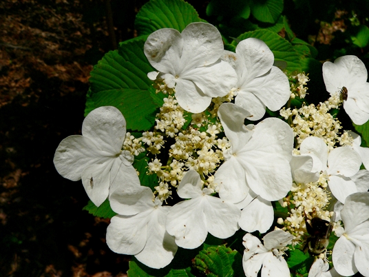 {Viburnum plicatum}